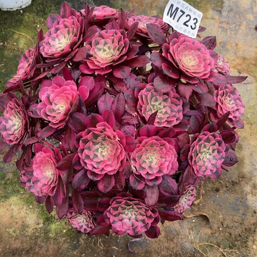 全部花朵723红彤嫩桩一棵