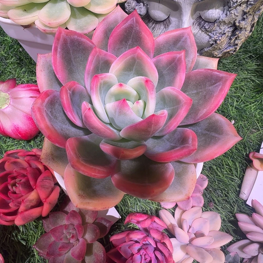 伊利莎白多肉植物