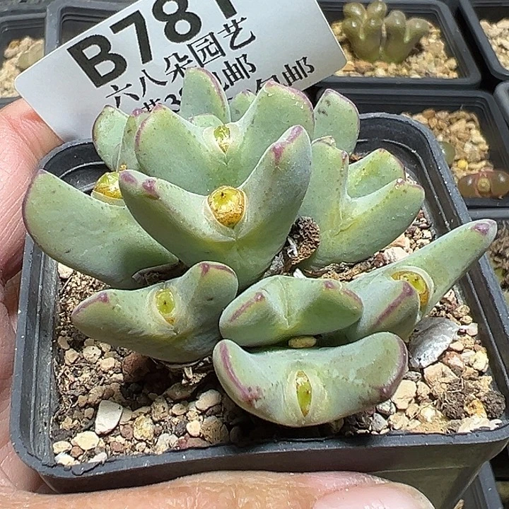 781号少将多肉植物