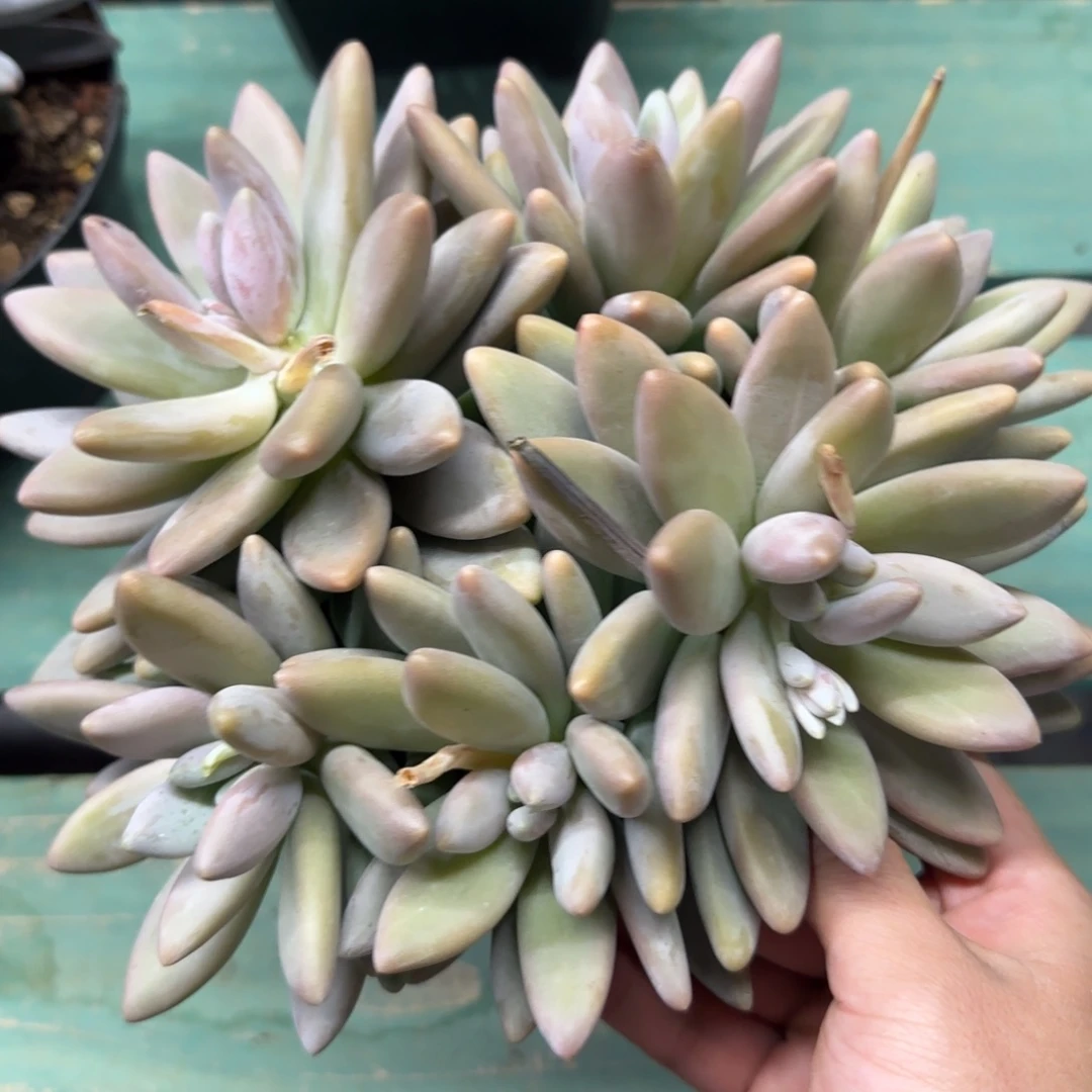 白兰地6头粗腿，发货点延迟