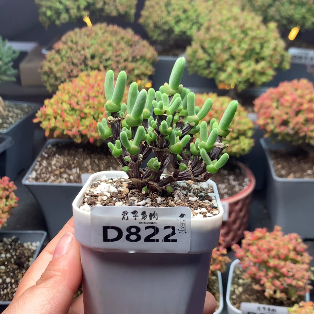 ****禧822枝干兔子
