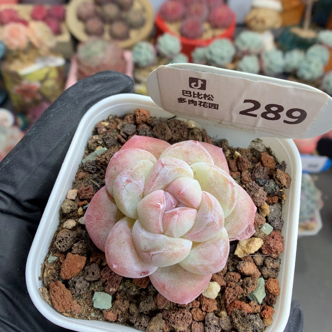 289 紫心冰玉多肉