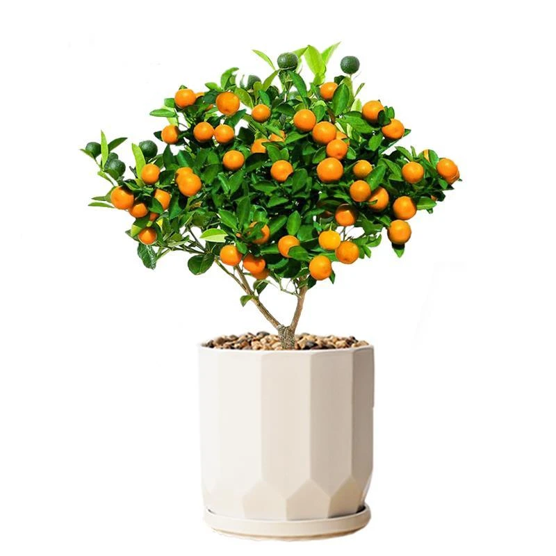 广西正宗脆皮脆蜜四季金桔地栽盆栽门口阳台楼顶别墅首选