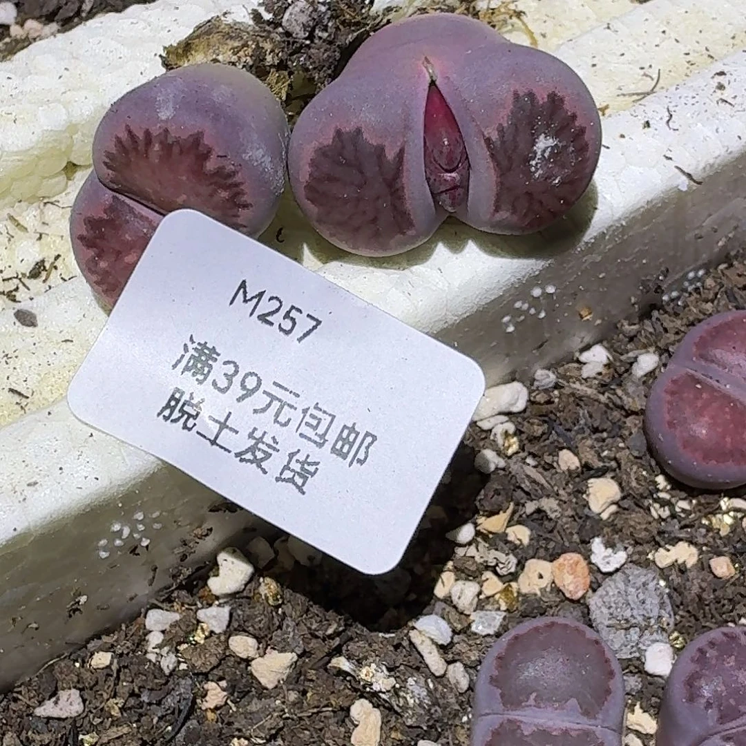 成***柜257多肉哈哈哈哈哈哈哈