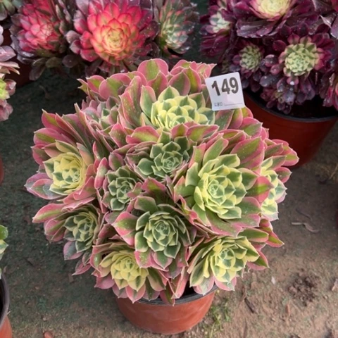 149白凤朵朵多肉，