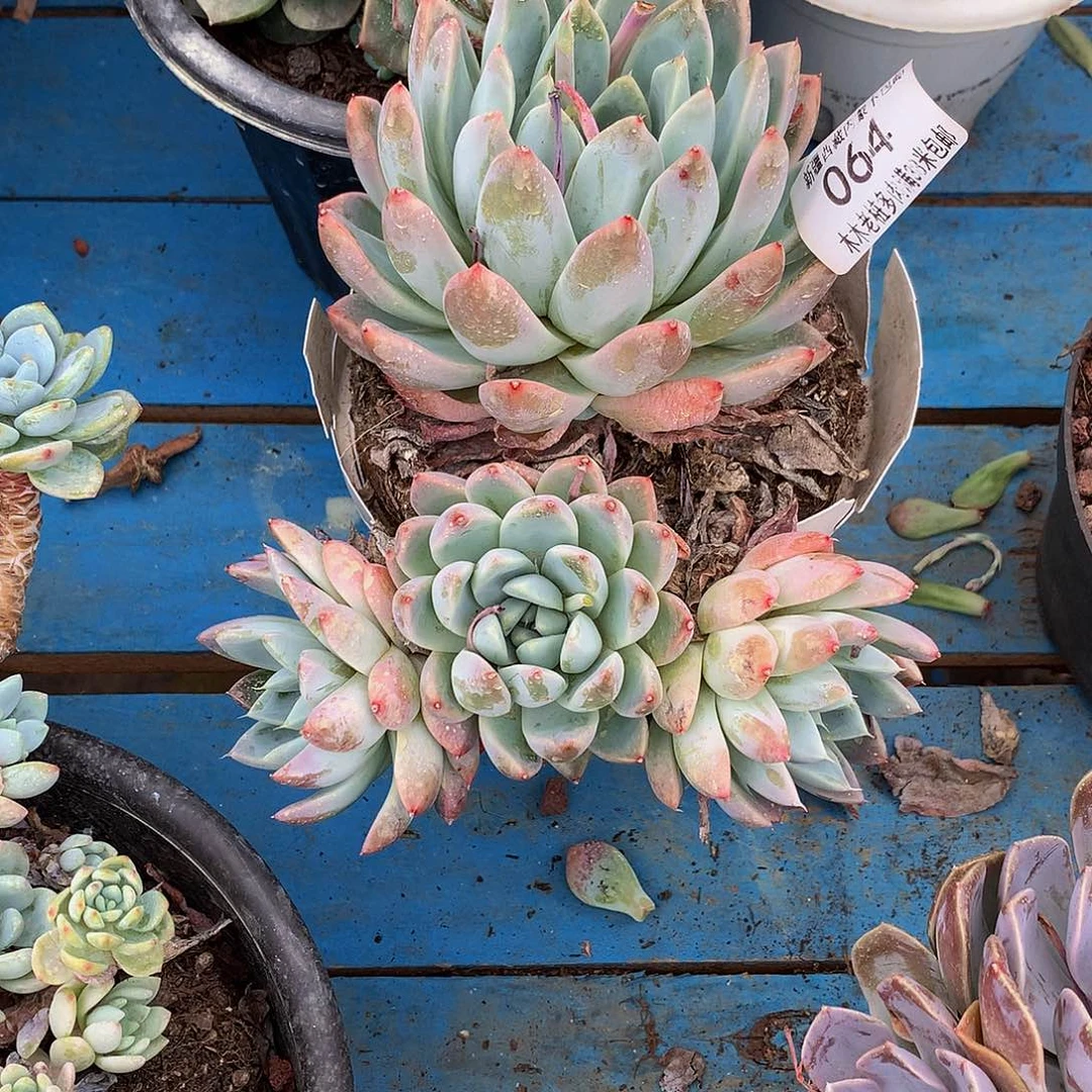 晴*儿      冰山美人064