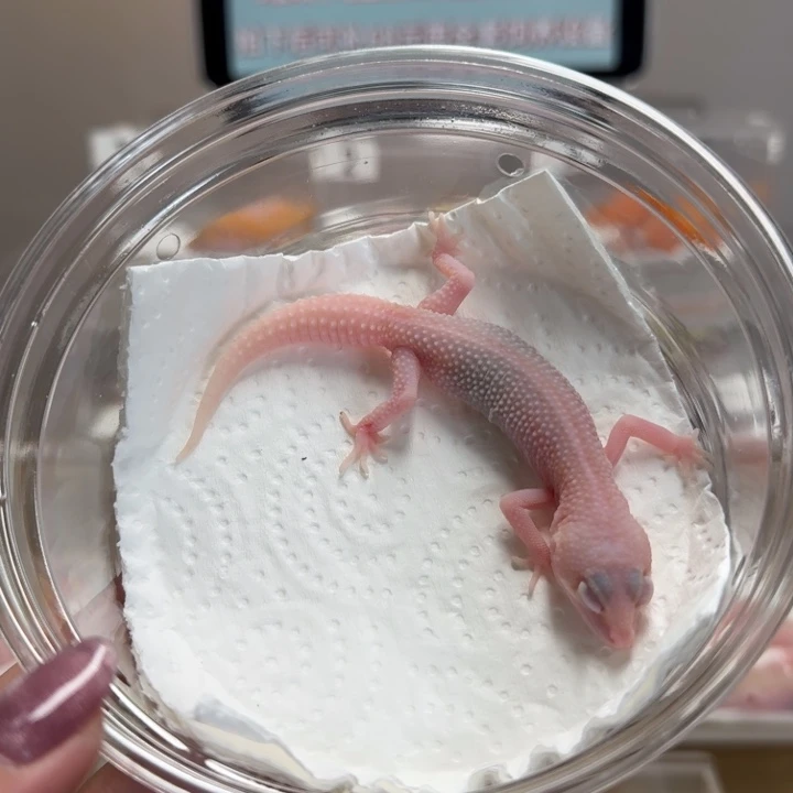 豹纹守宫超级雪花红眼暴龙母温