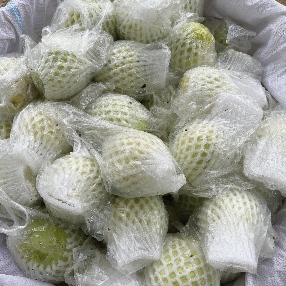 新鲜现摘18年老树甜脆福建漳州漳浦湖西低糖果珍珠芭乐(京东快递)