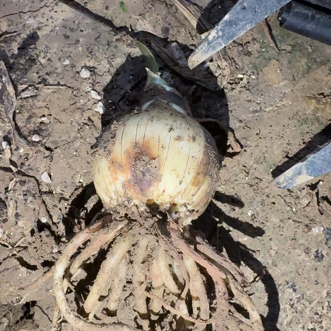 之河4.5厘米裸根一棵，根系不好