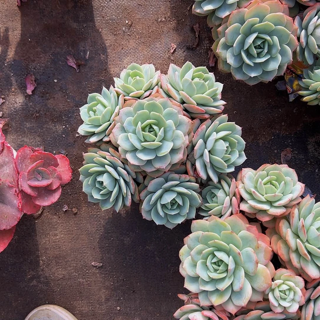 缘*。果冻恋曲一物一拍