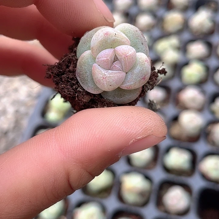 冰玉发5颗小冰玉满18