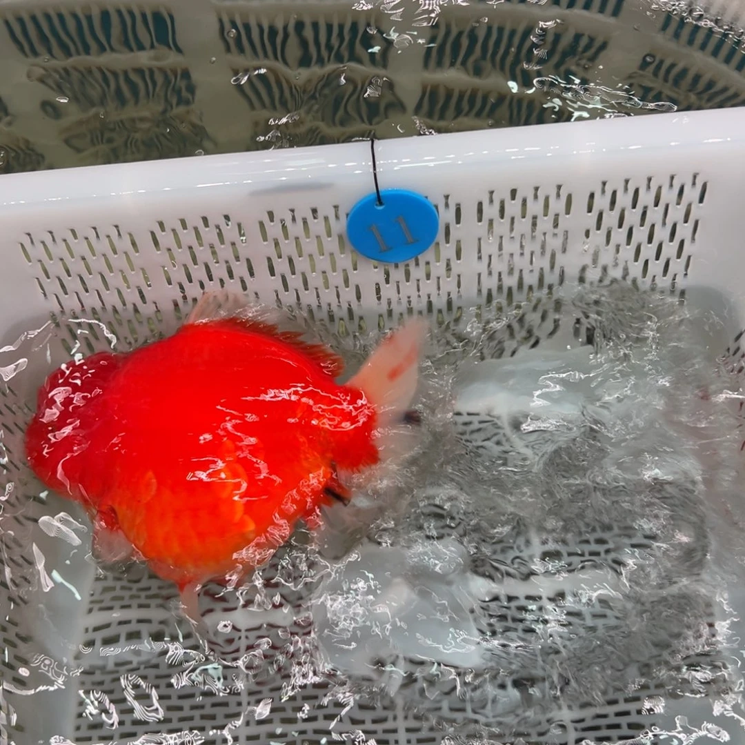 小***人金鱼你好吗我好想你