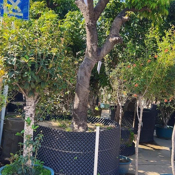 壹*顺果6666666666677