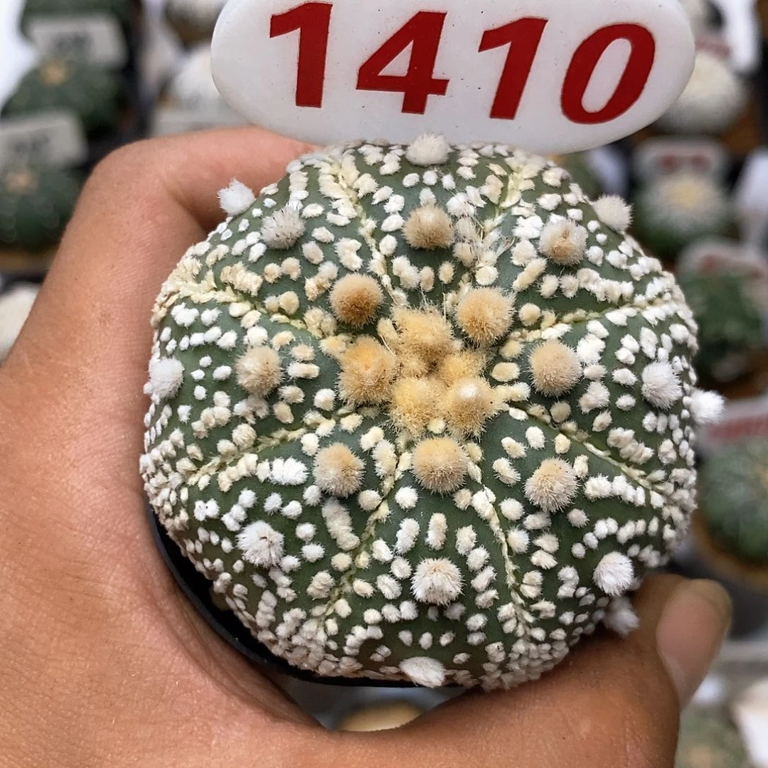 1410福利特价咯特价