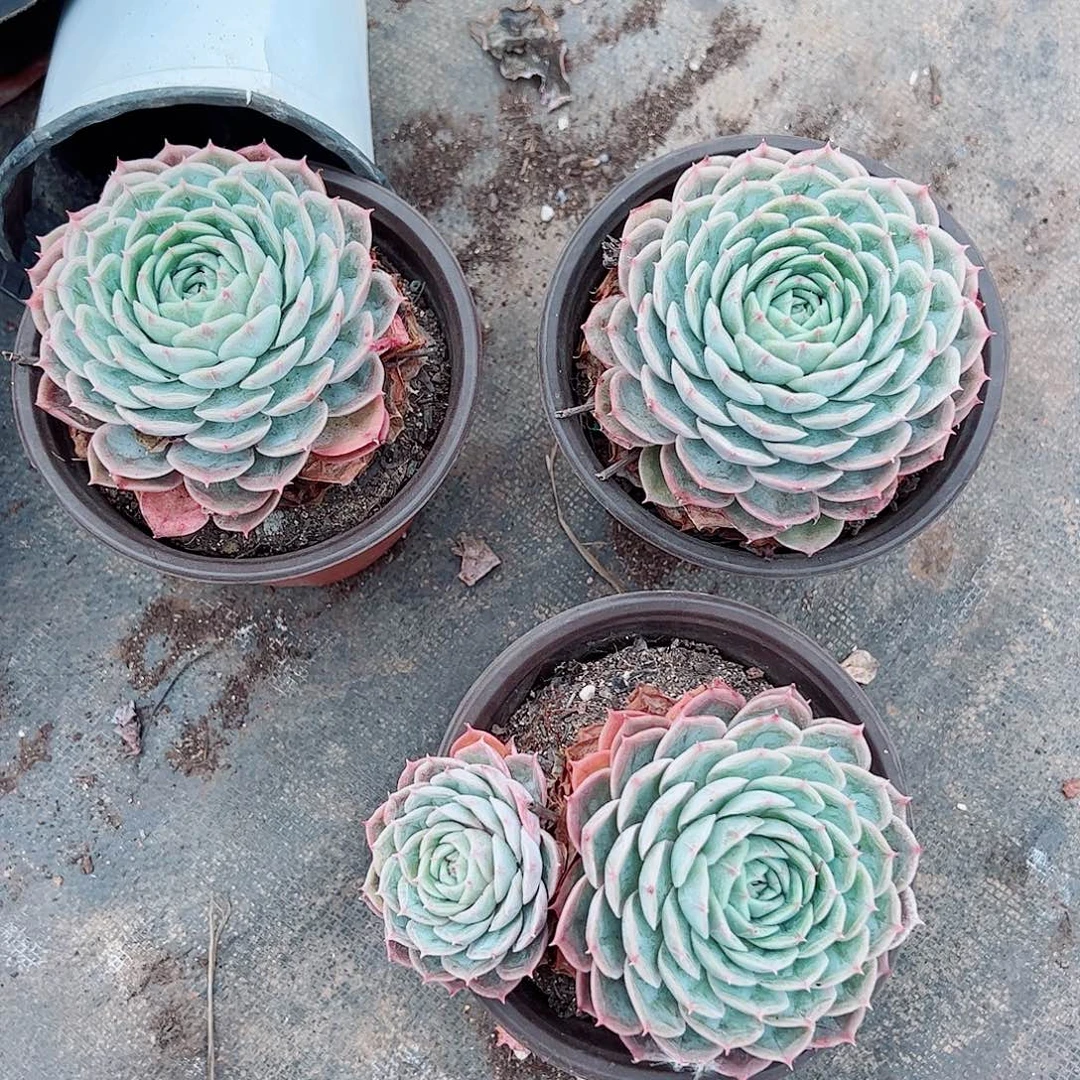 昂斯诺大单头精品特价三盆