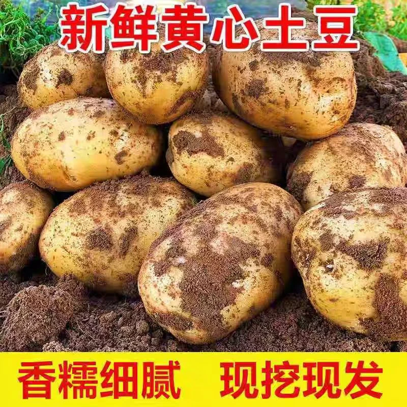 【李总助农】B新鲜黄皮黄心土豆现挖沙面洋芋马铃薯（内蒙直发）