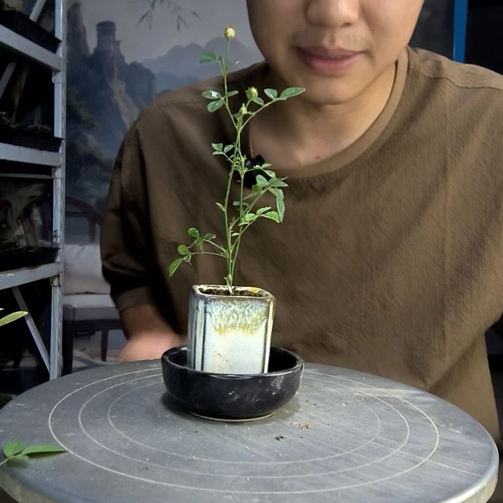 西*露中青园艺一物一拍66