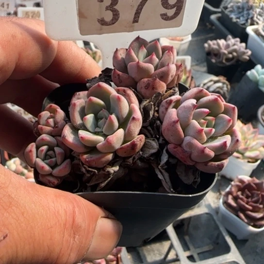 379娜娜小勾一物一拍多肉