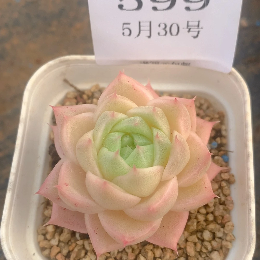 【闪购商品】云599号