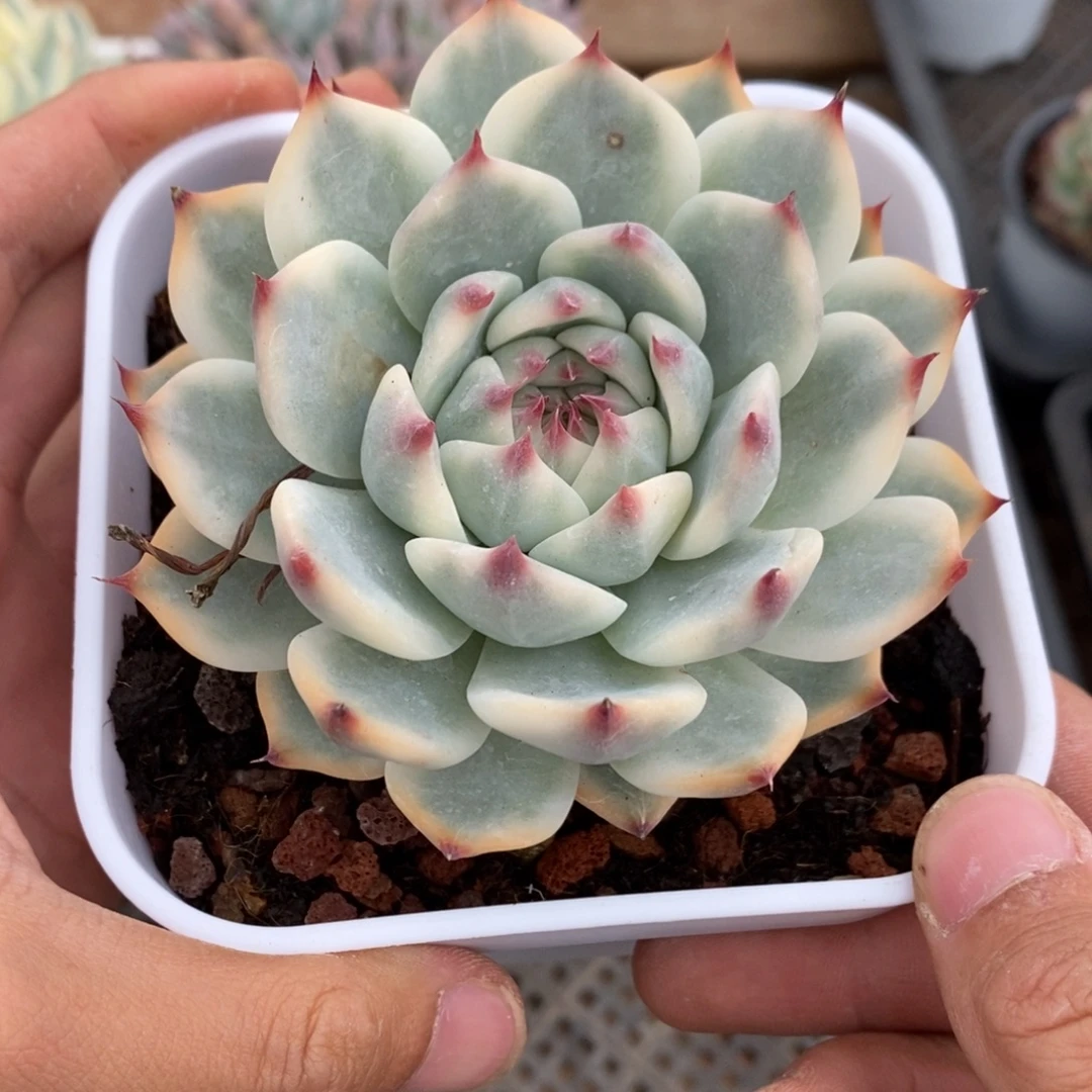 吉娃娃锦多肉植物7932