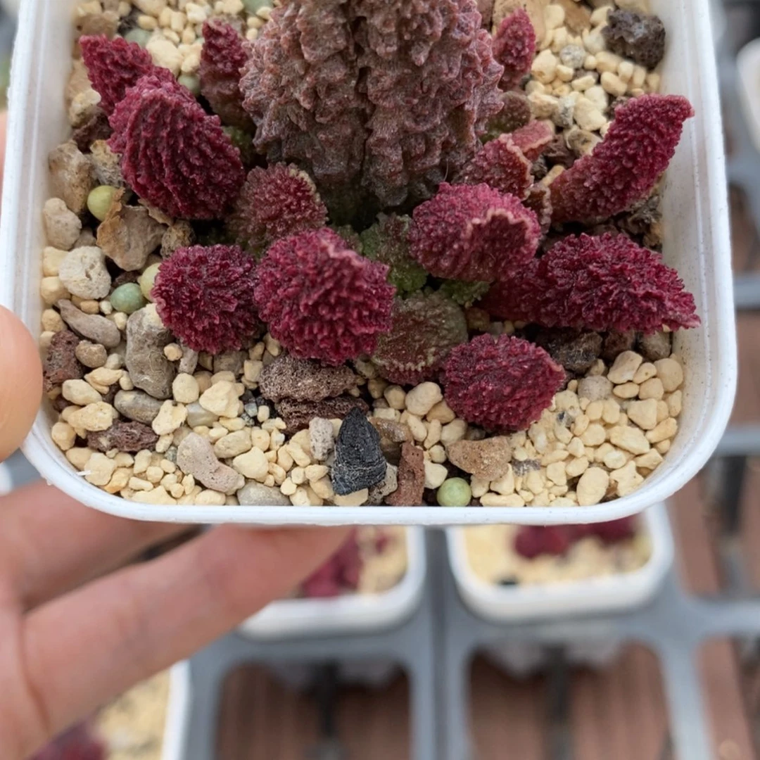 【闪购商品】朱紫玉水泡