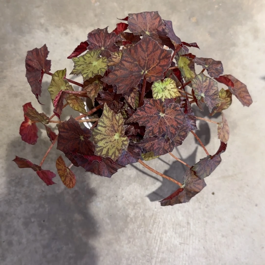 无花朵红丝绒秋海棠顺丰包邮