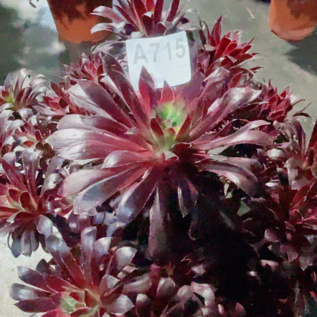 惊鸿715福利出了