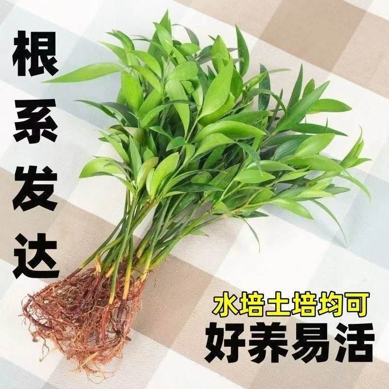 驱蚊竹柏水培植物室内水养绿植花卉盆栽办公室四季客厅竹柏竹柏苗