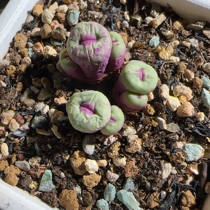 吾***蓝多肉植物TS429嘴30号