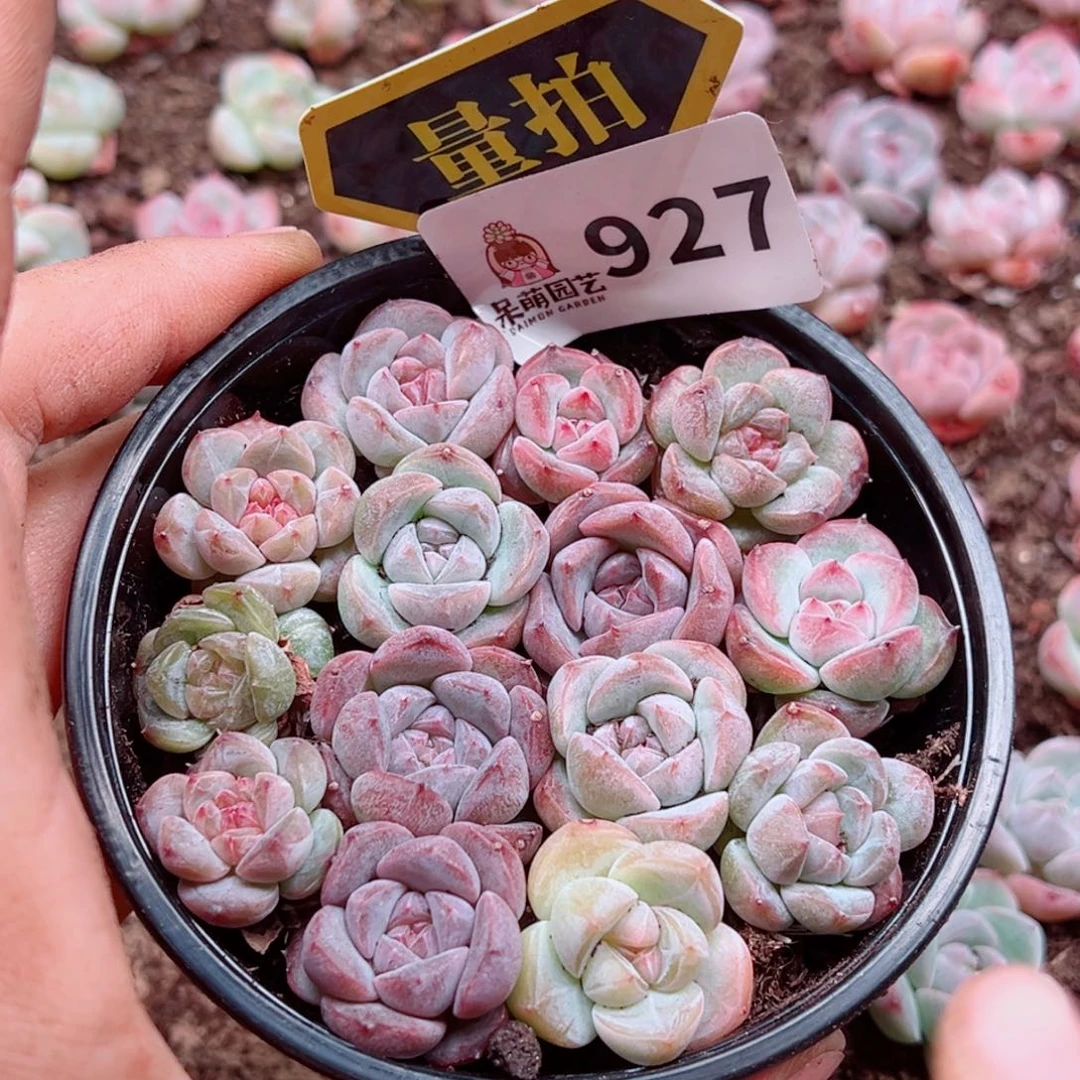 多肉植物多肉植物