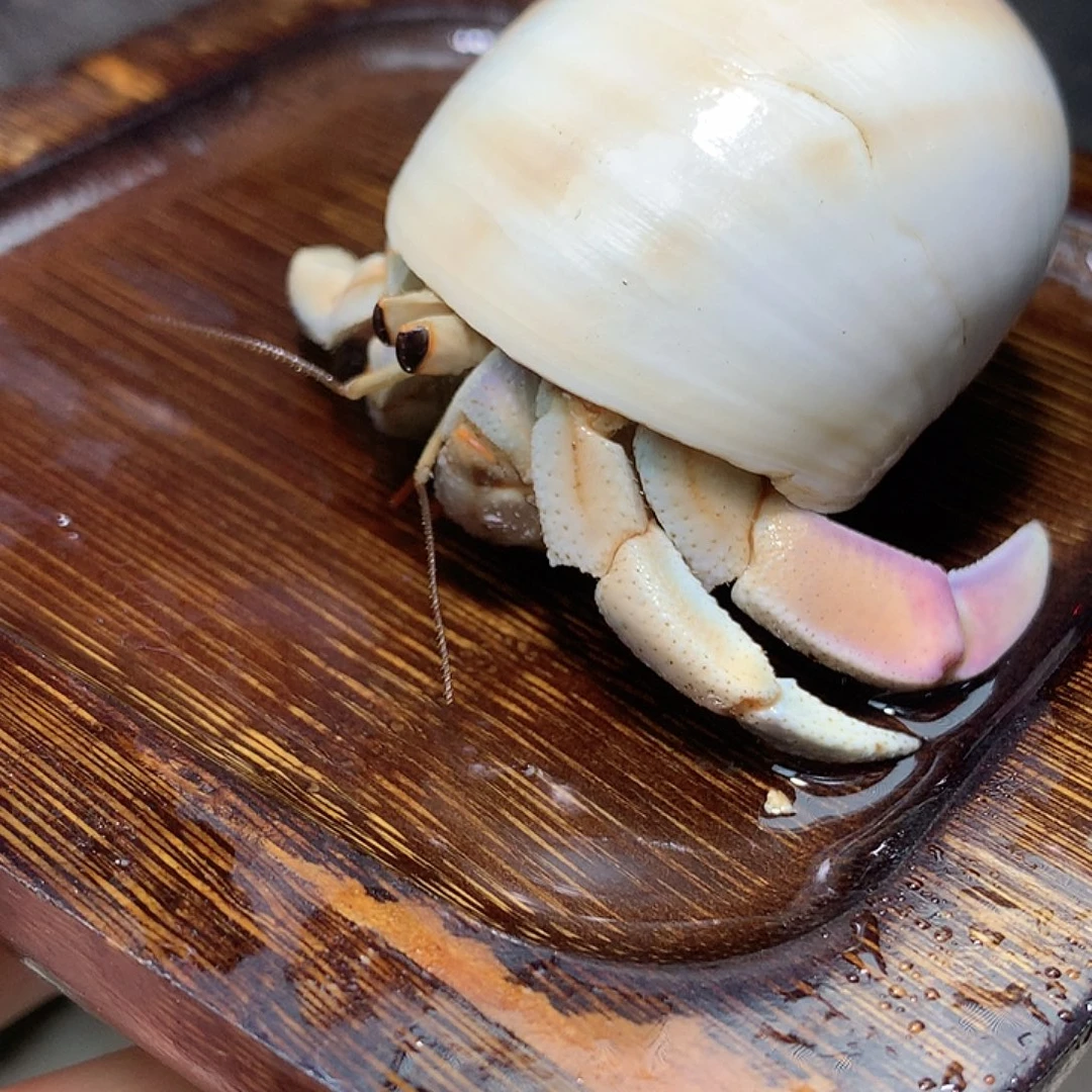 2.3口径紫路寄居蟹26号