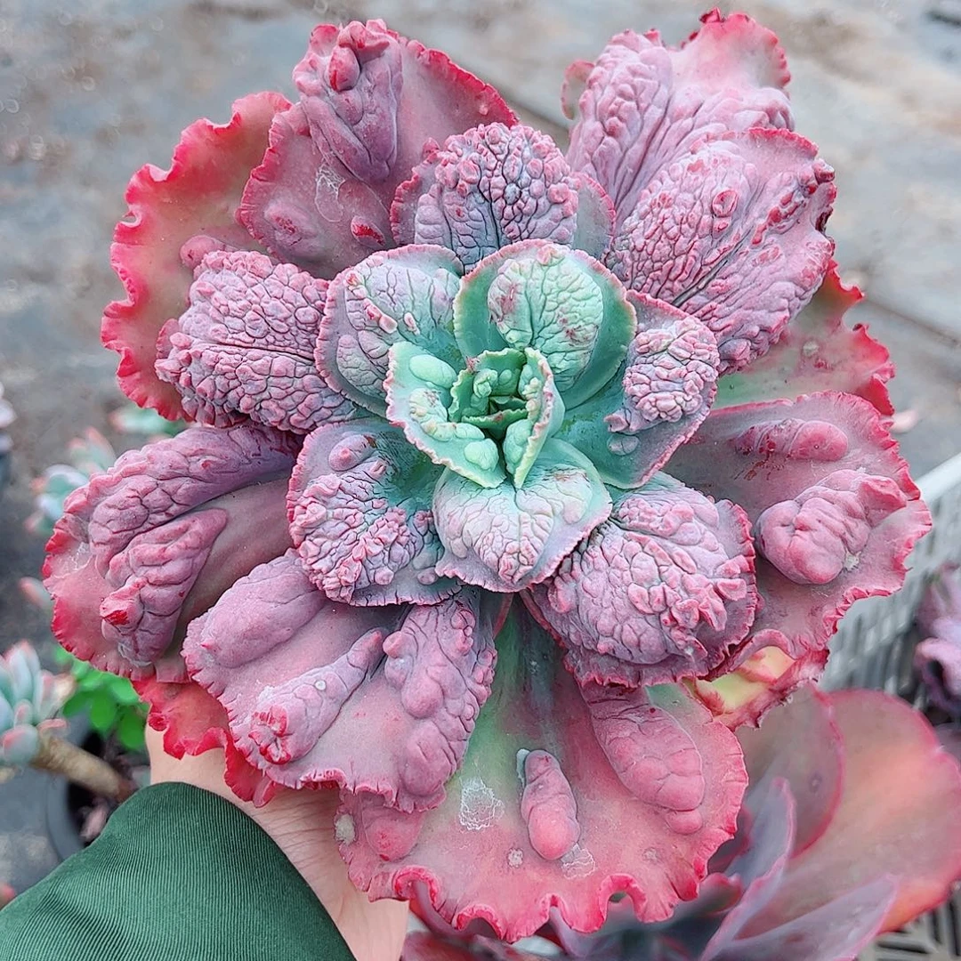 狂野男爵大单头精品