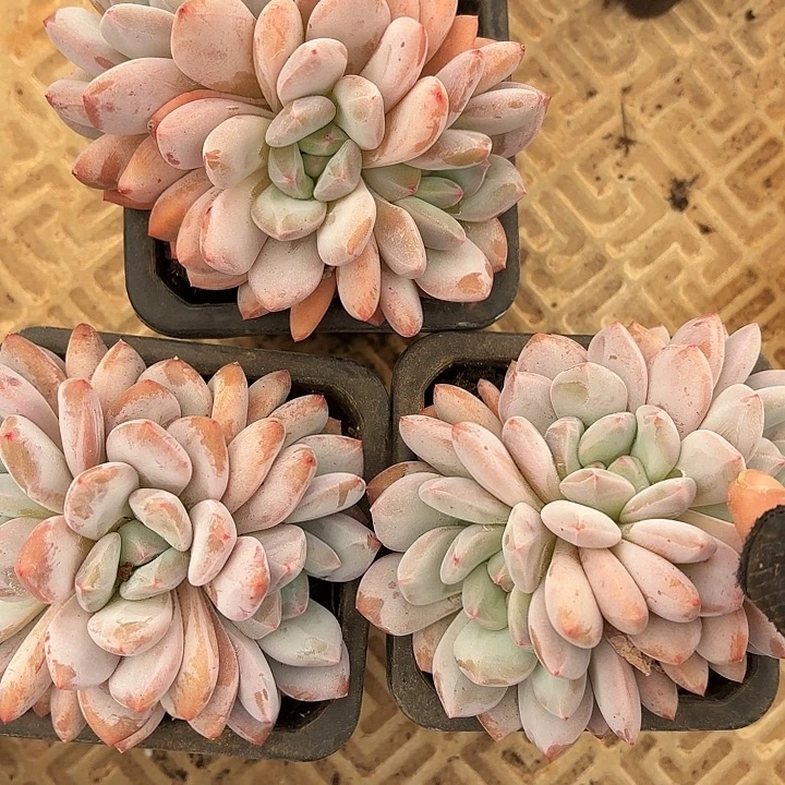 香橙群生（拍满18包邮，偏远地区1号链接拍十元运费）