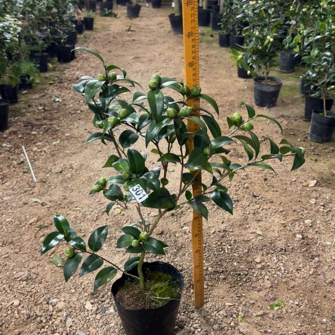 少量花朵（建议范围：2朵-5朵 或40%以下）301志愿者