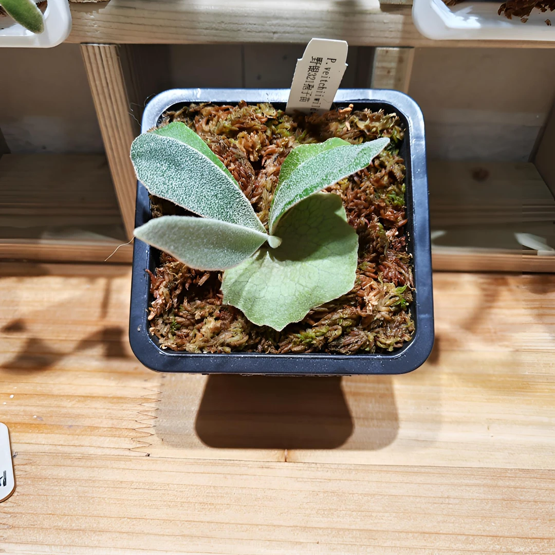 野银321鹿角蕨热植板植，银白色系高冠，室内装饰款