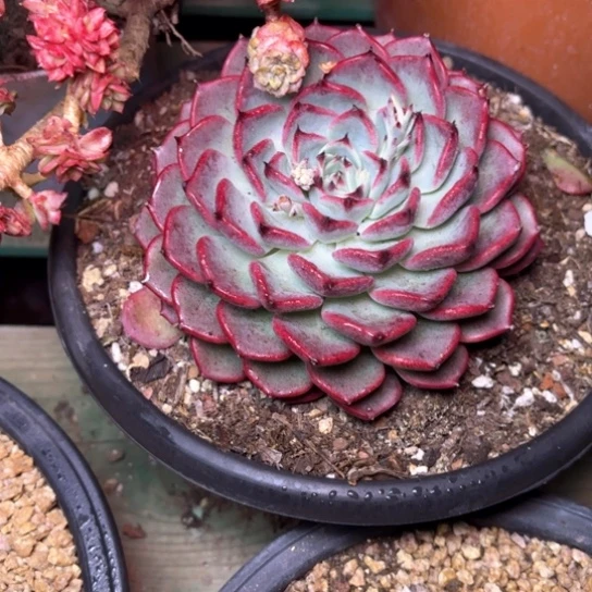 涂****制多肉植物的植物