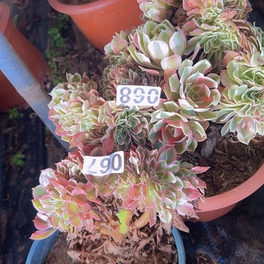 用***0多肉植物两个法师女巫