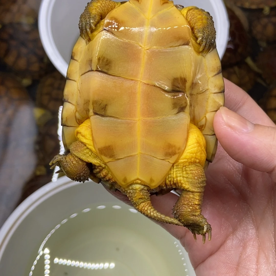 风***笛绿毛龟不分公母瑕疵小青