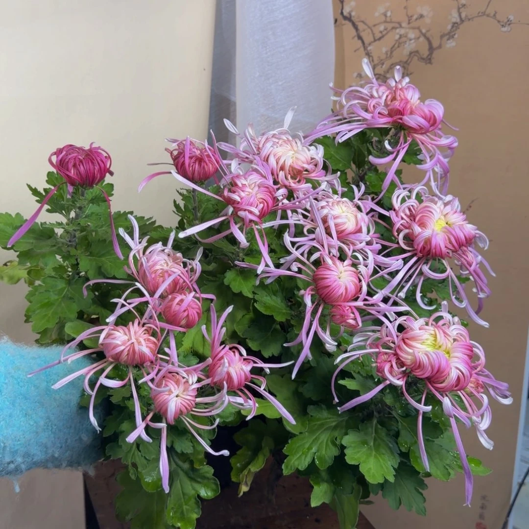 完全开放C33333333