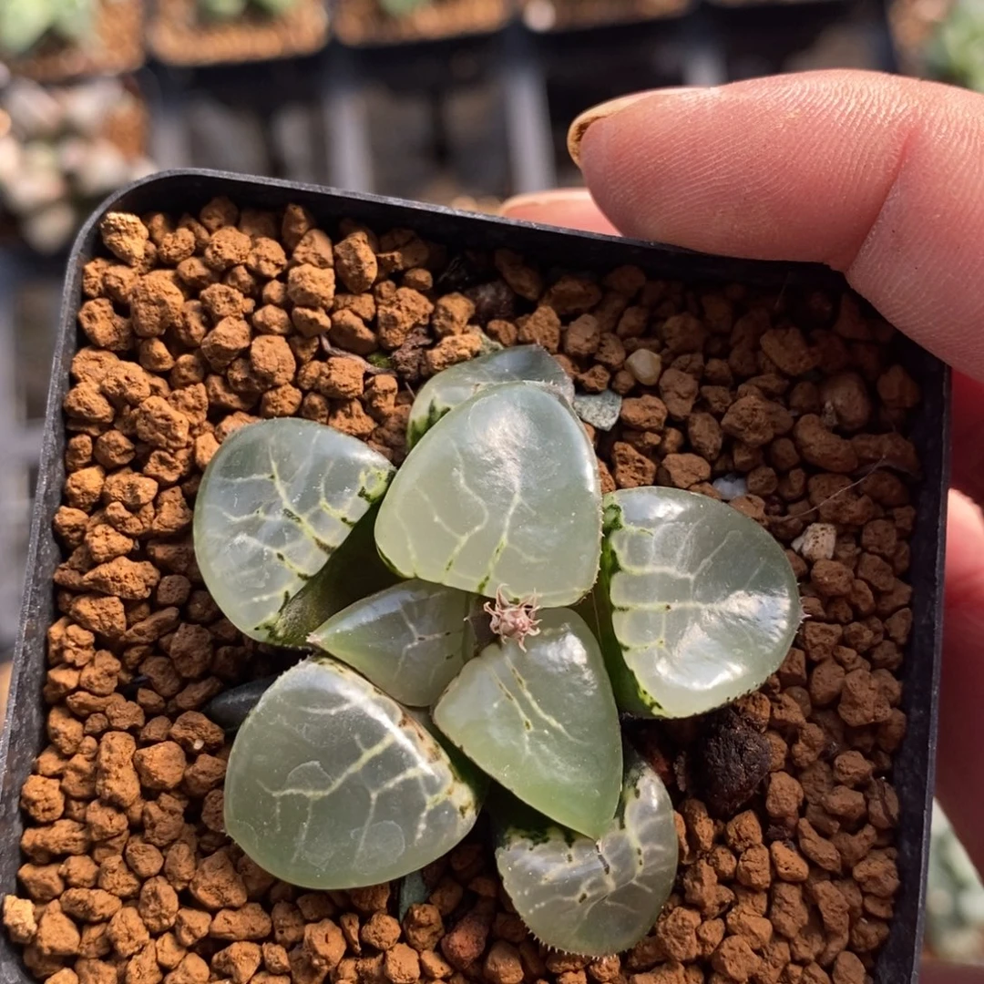 *****530 十二卷一颗福利。