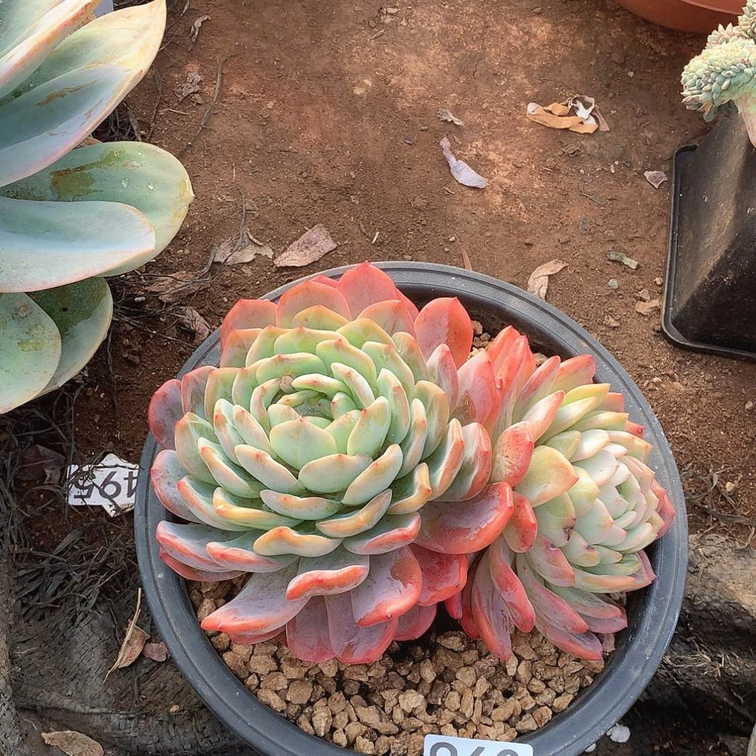 960全明星一物一拍多肉