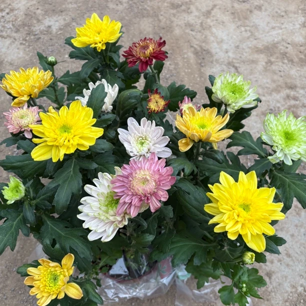 【缤纷甄选】精品彩色切花菊到手一盆绿植