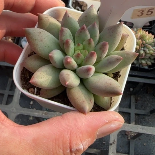 537岩字一物一拍多肉