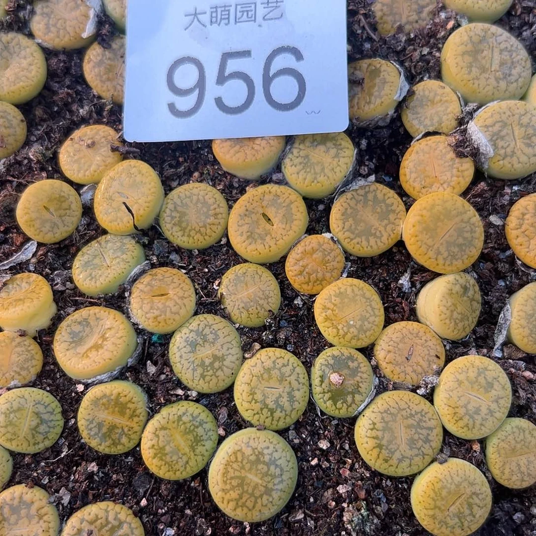 量拍黄日轮3颗一组     956