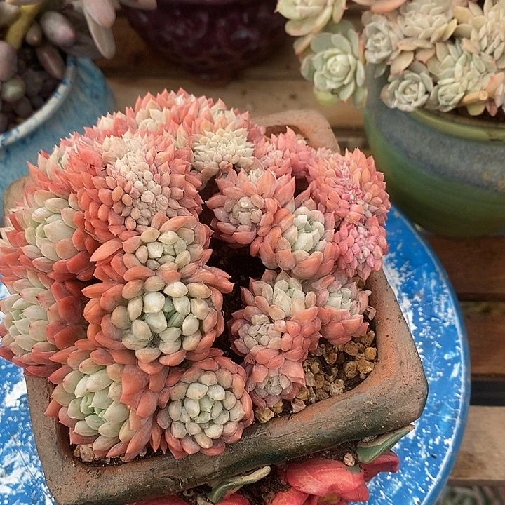 多肉植物肉肉植物