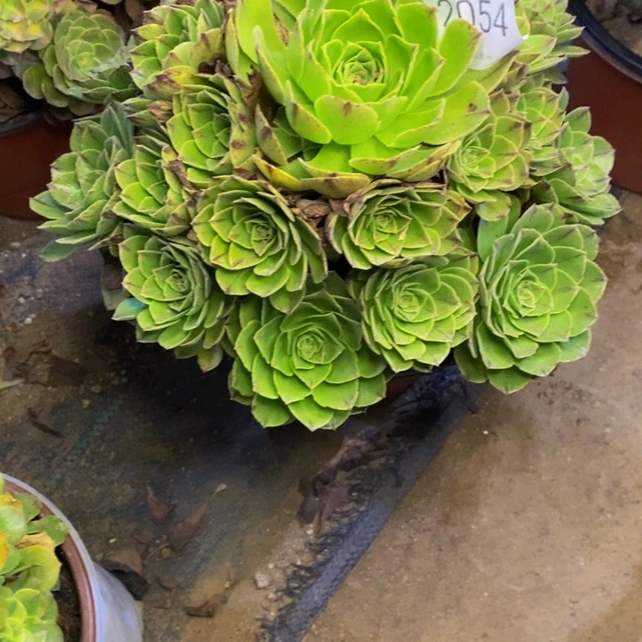 万拉丝多肉断头不包2054