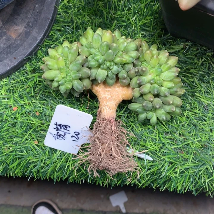 千代田树缀整板发货