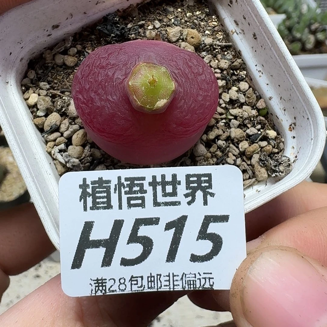 多肉植物的人生ghhj