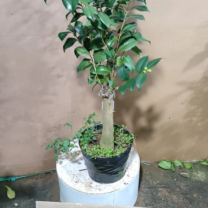 365春之台，原盆原土发货了，不包邮