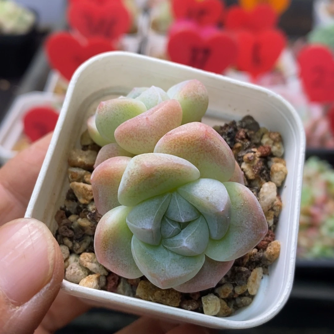 精品多肉一物一拍不包整189